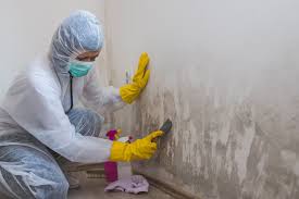 Reed Creek, GA Mold Removal & Remediation Company